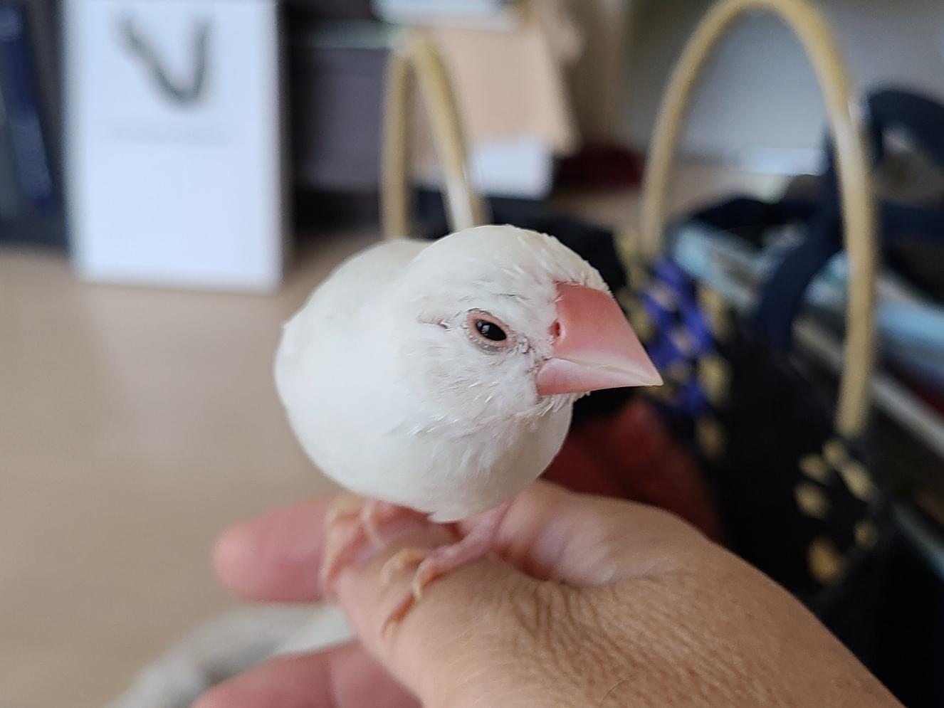 ももチャンちゃん ももチャンちゃん