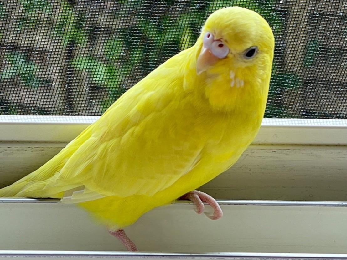 ひよこちゃん ひよこちゃん