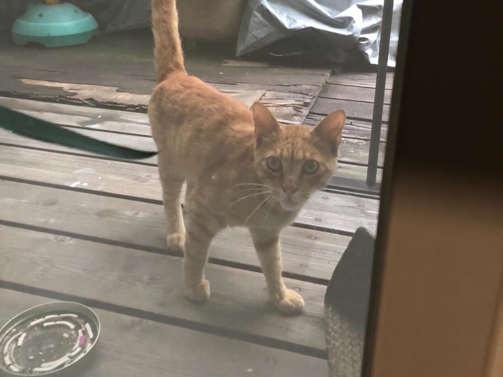 保護された猫 保護された猫