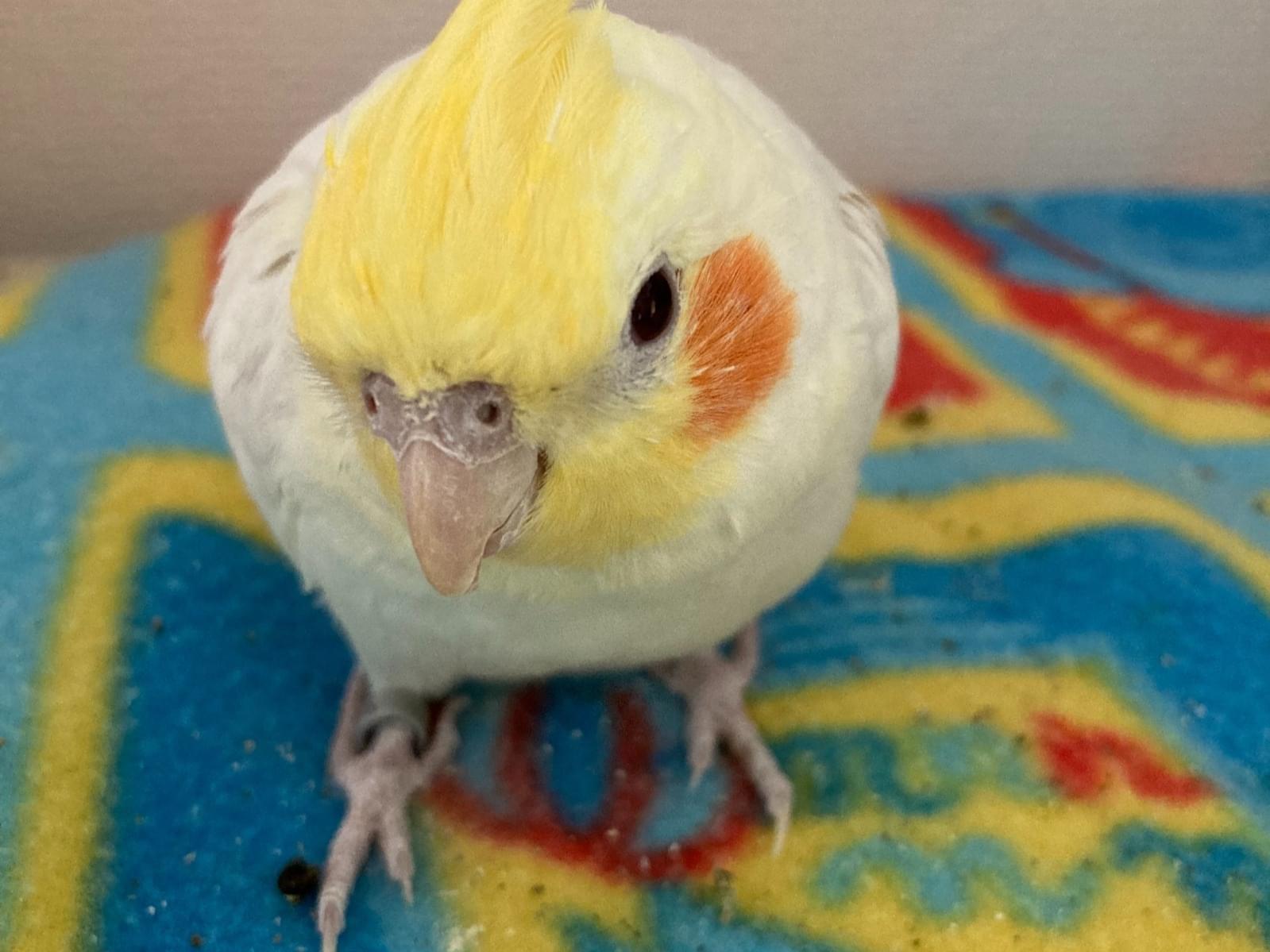 ハミちゃん ハミちゃん