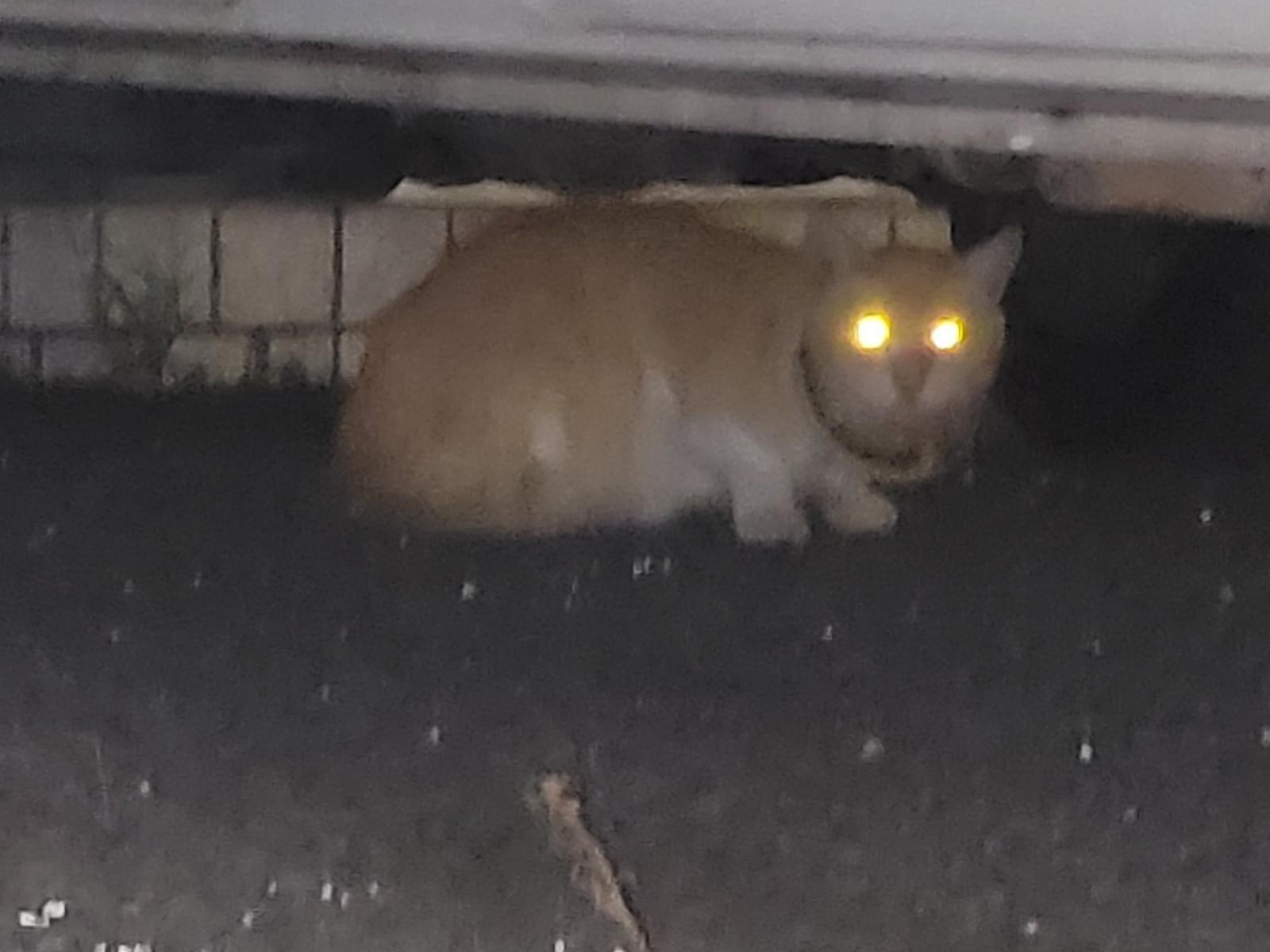 目撃された猫 目撃された猫