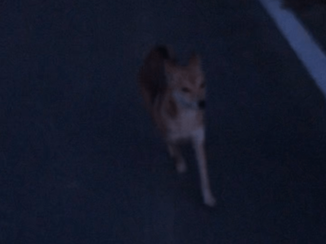 目撃された犬 目撃された犬