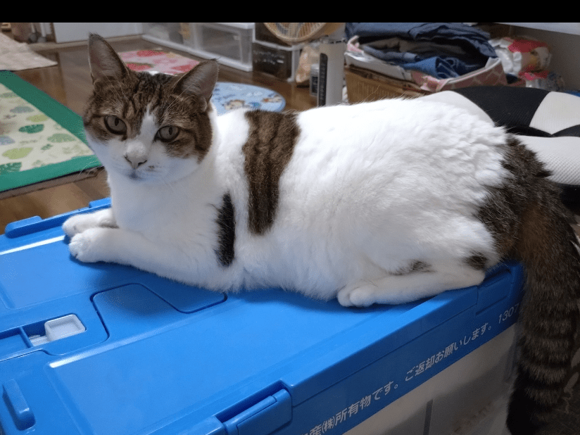 かるびちゃん かるびちゃん
