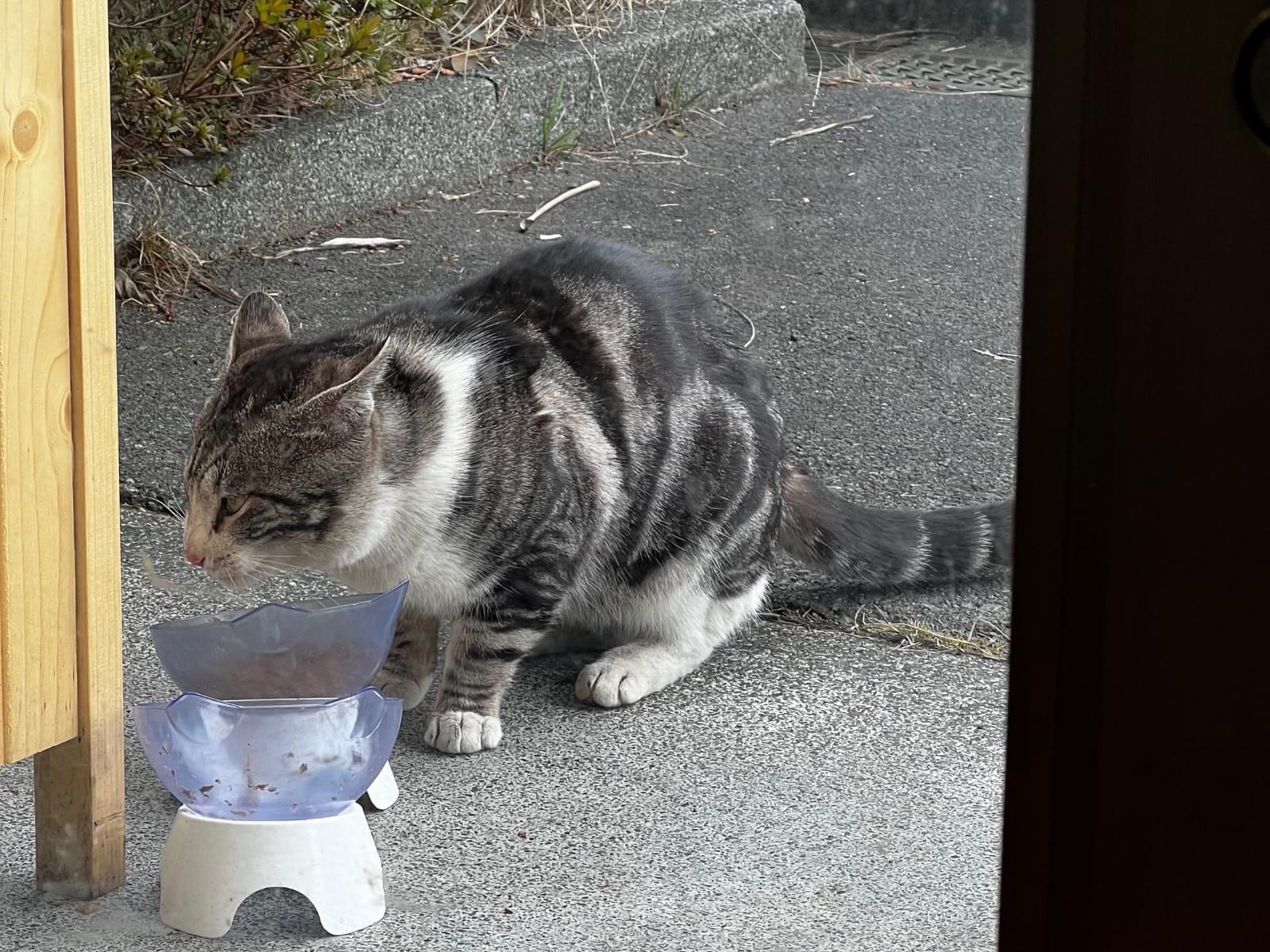 目撃された猫 目撃された猫