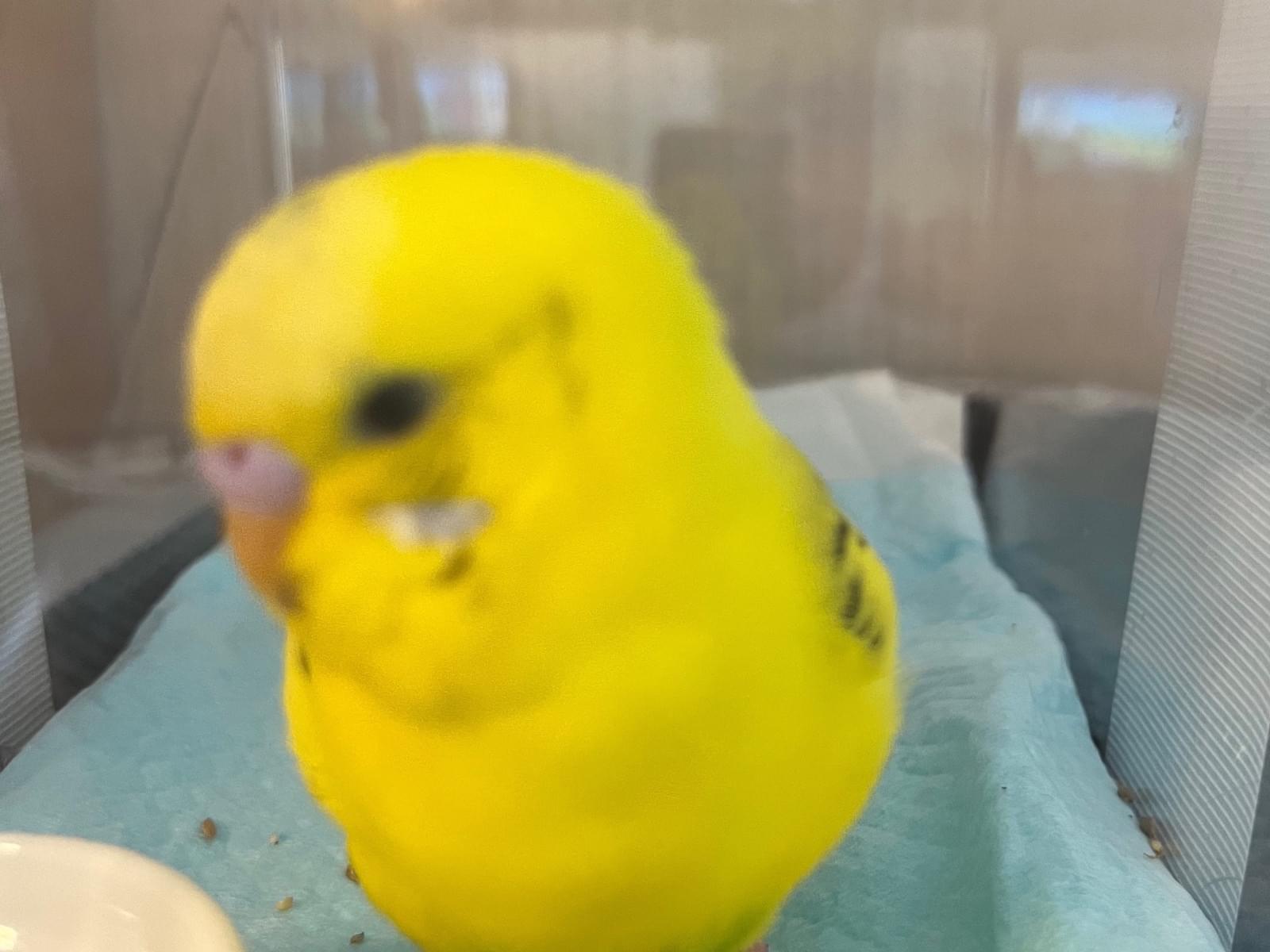 保護された鳥 保護された鳥