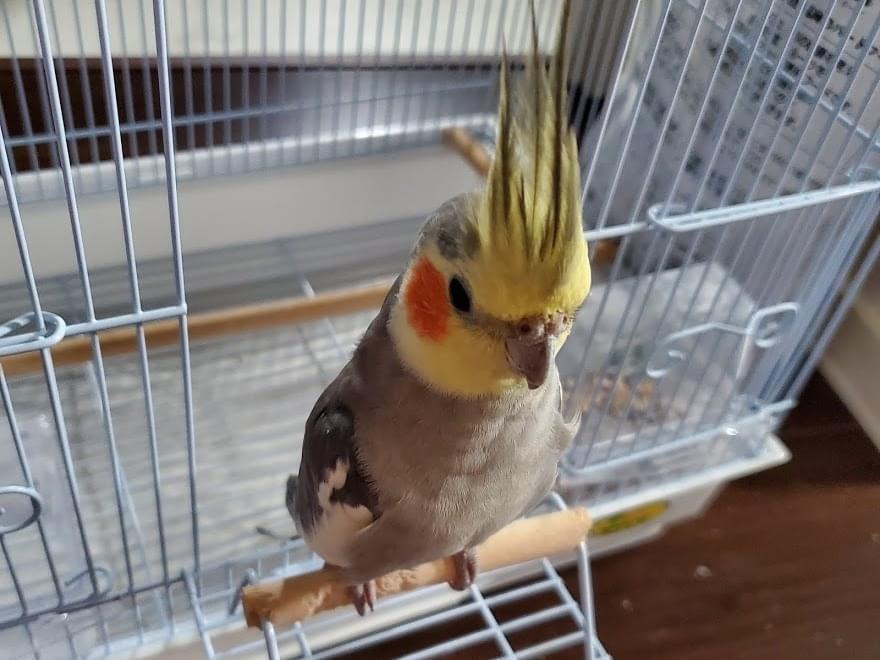 保護された鳥 保護された鳥