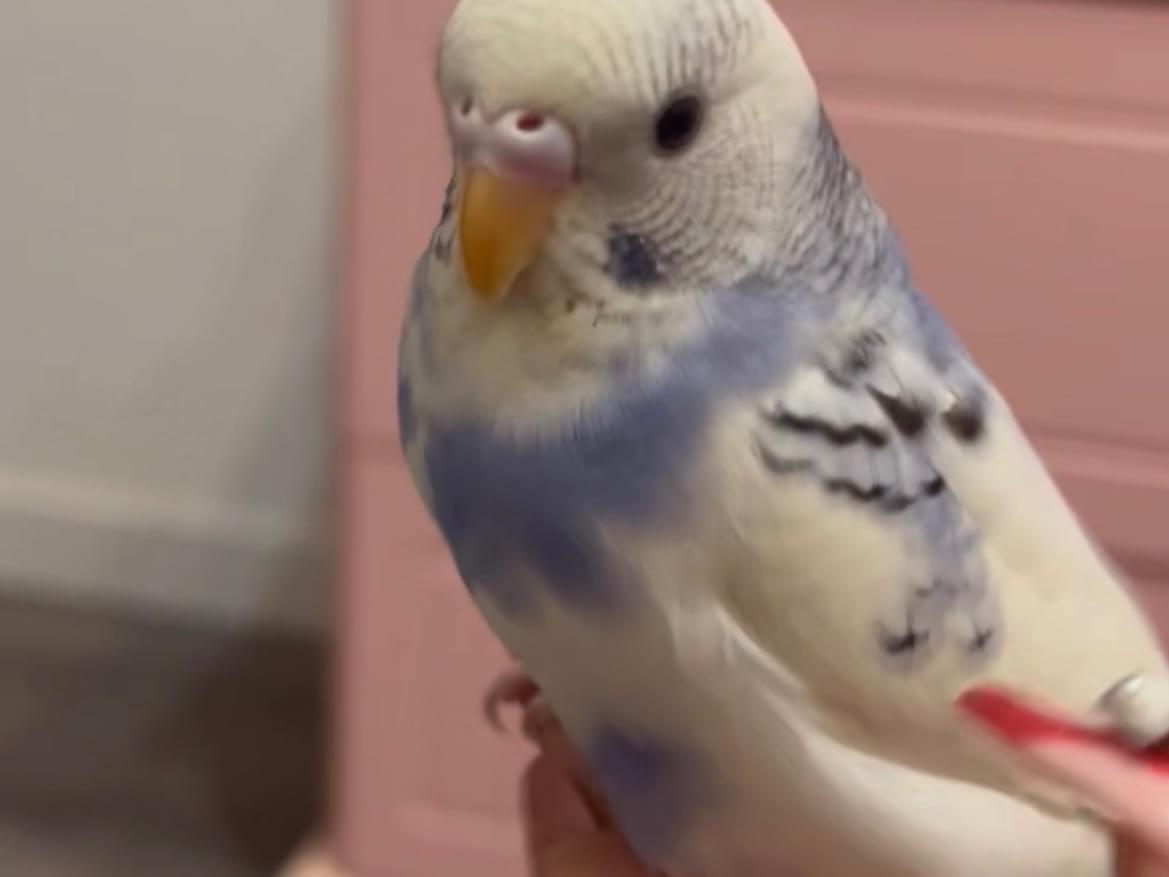 フロイちゃん フロイちゃん
