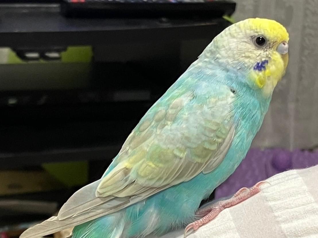 はなちゃん はなちゃん