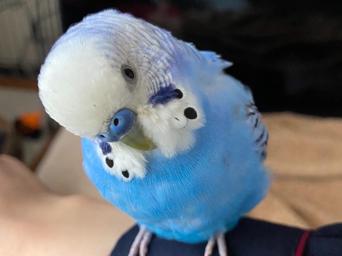 ももちゃん ももちゃん