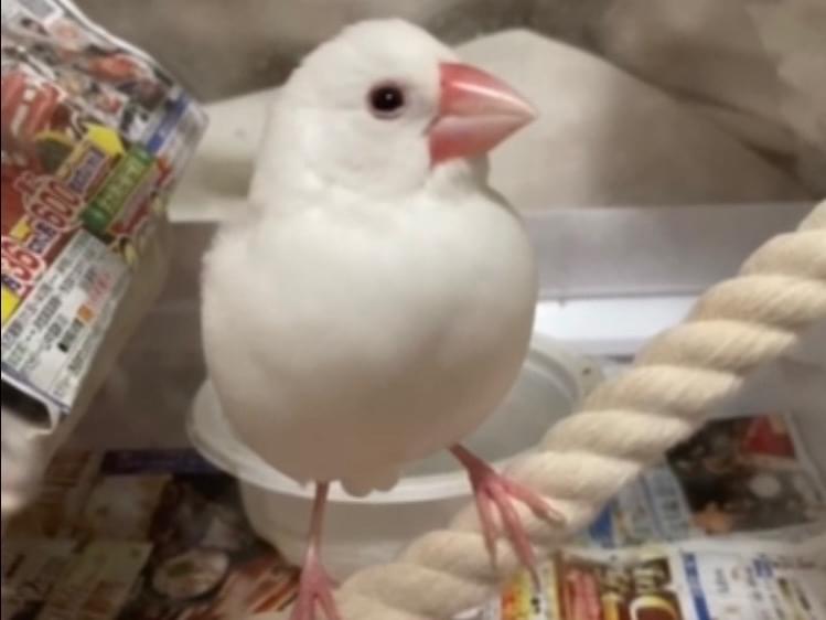 千代ちゃん 千代ちゃん
