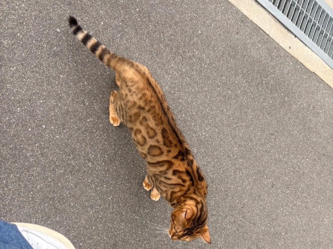 目撃された猫