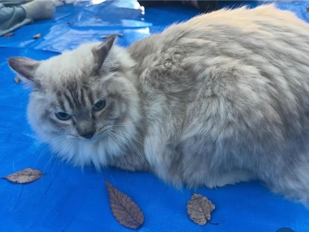 ぴーだんちゃん ぴーだんちゃん