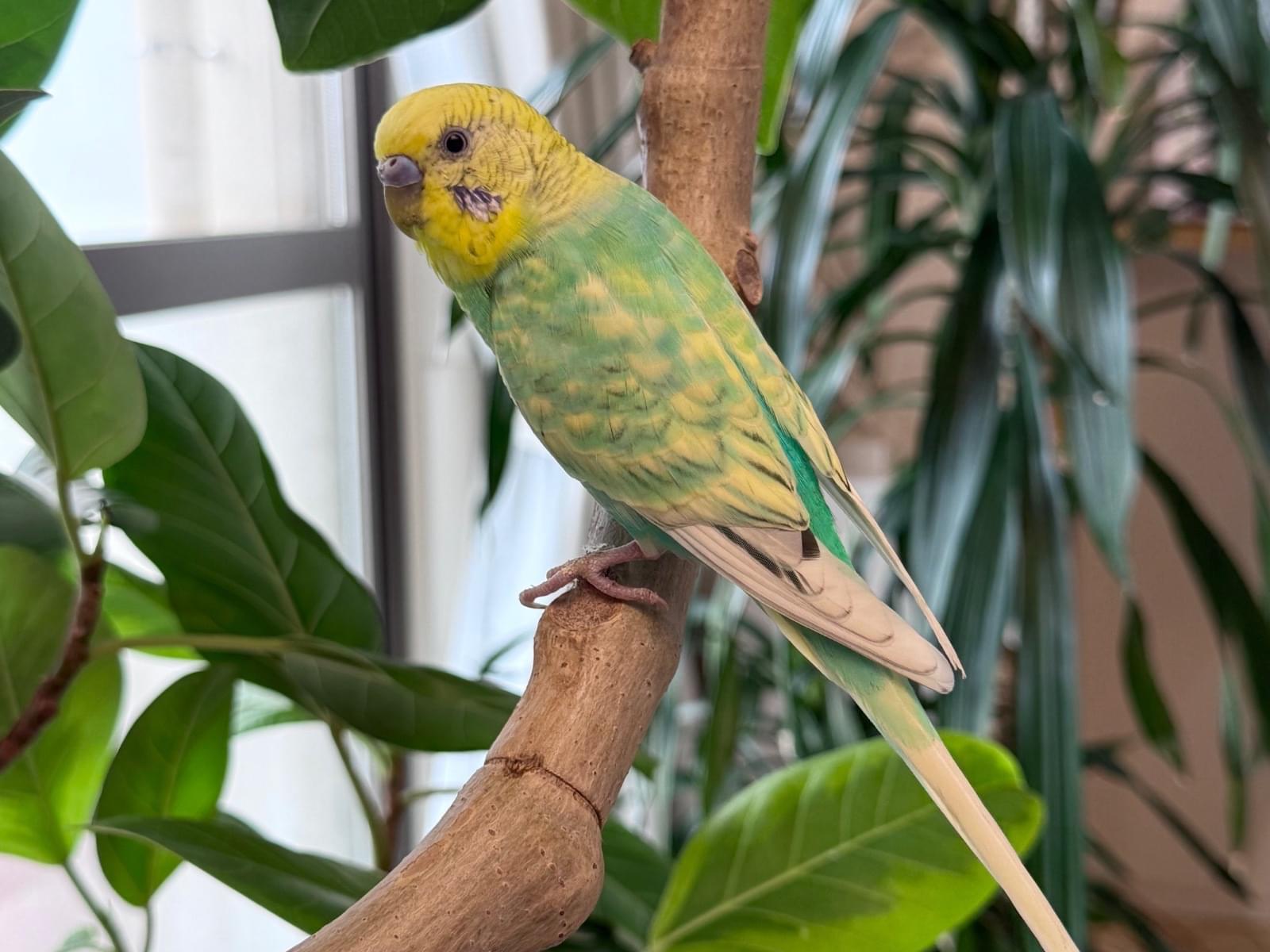 保護された鳥 保護された鳥