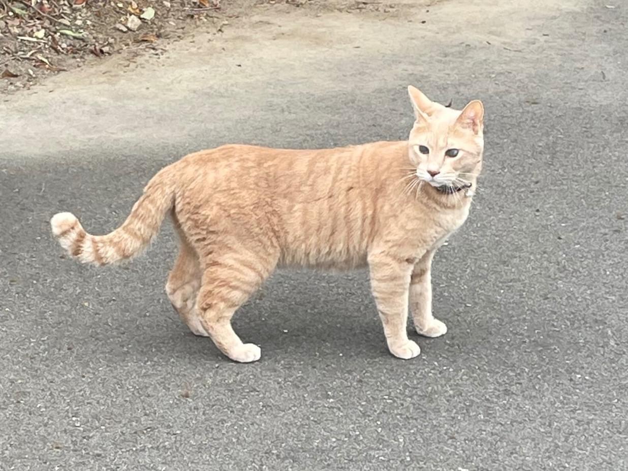 目撃された猫 目撃された猫