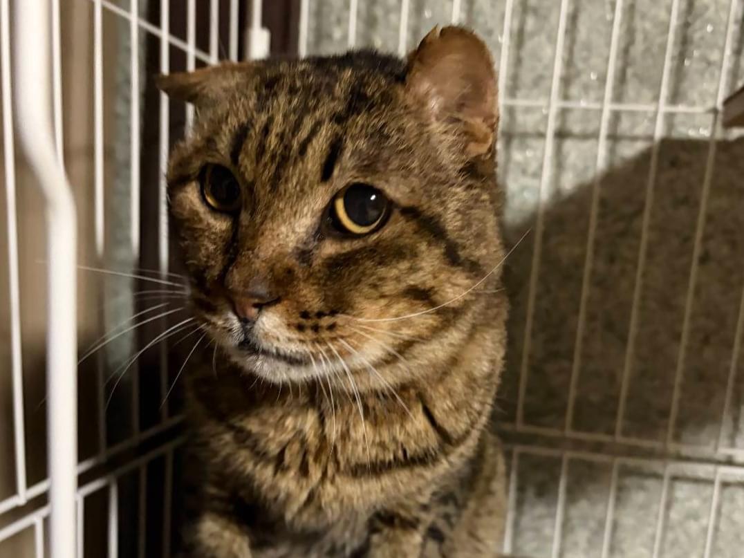保護された猫
