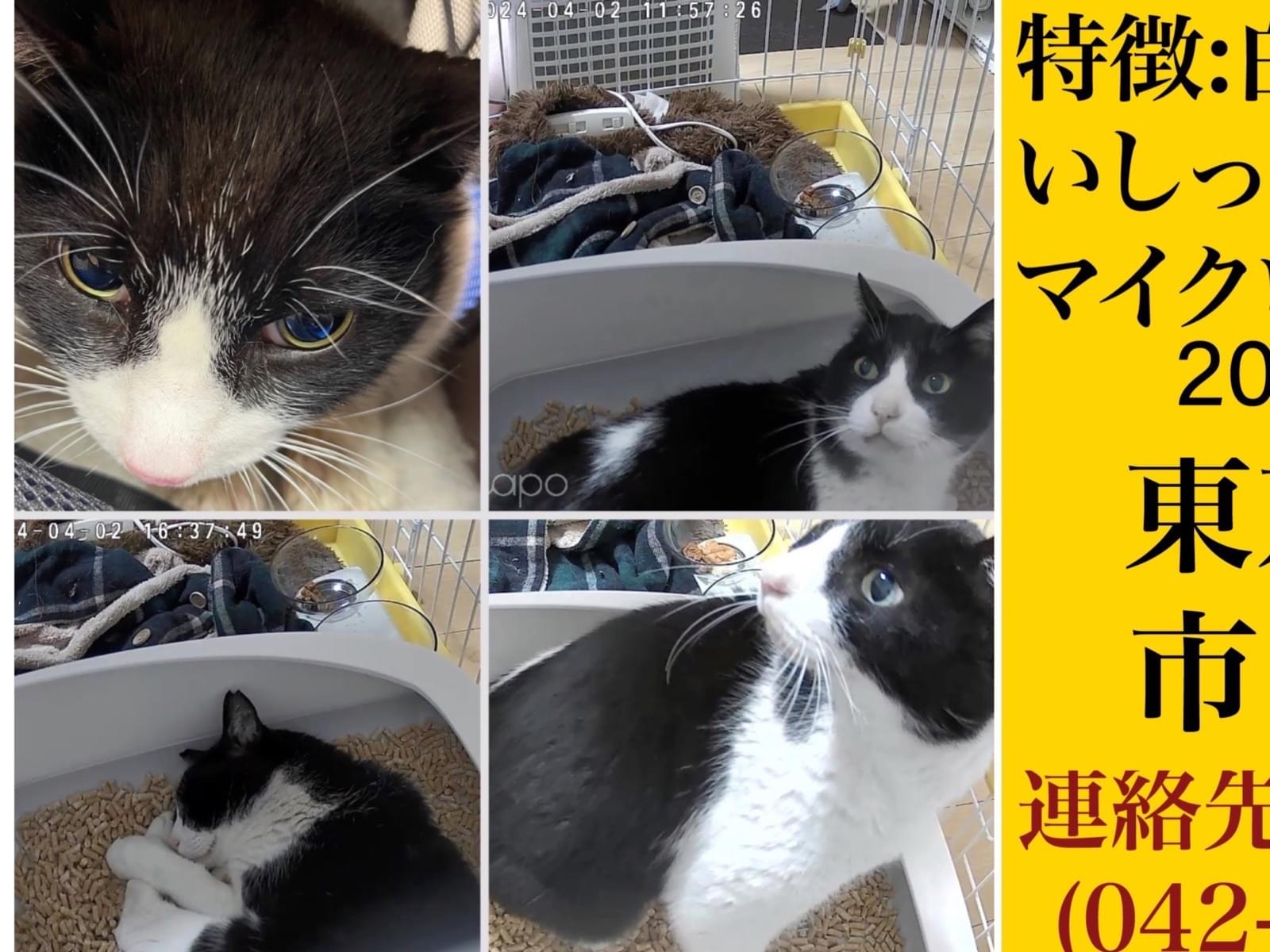保護された猫 保護された猫