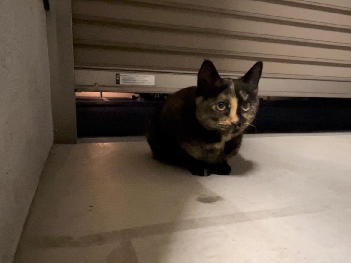 保護された猫 保護された猫