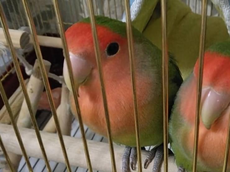 とらちゃん とらちゃん
