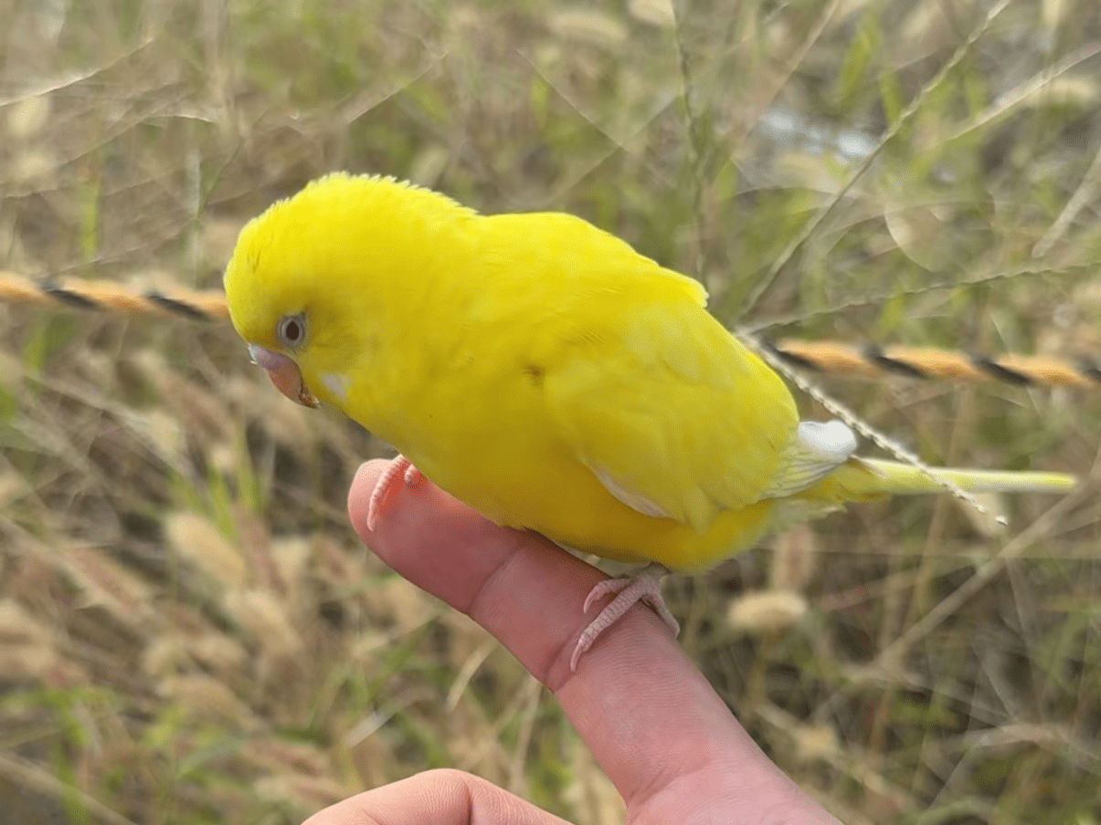 保護された鳥