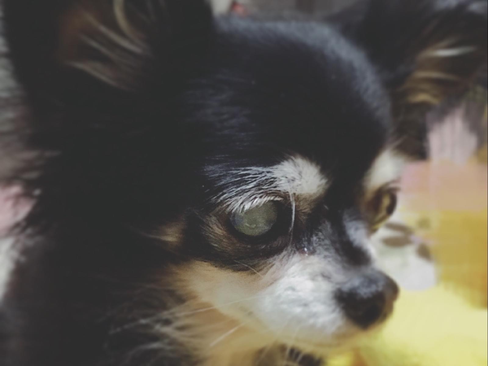 さくらちゃん さくらちゃん