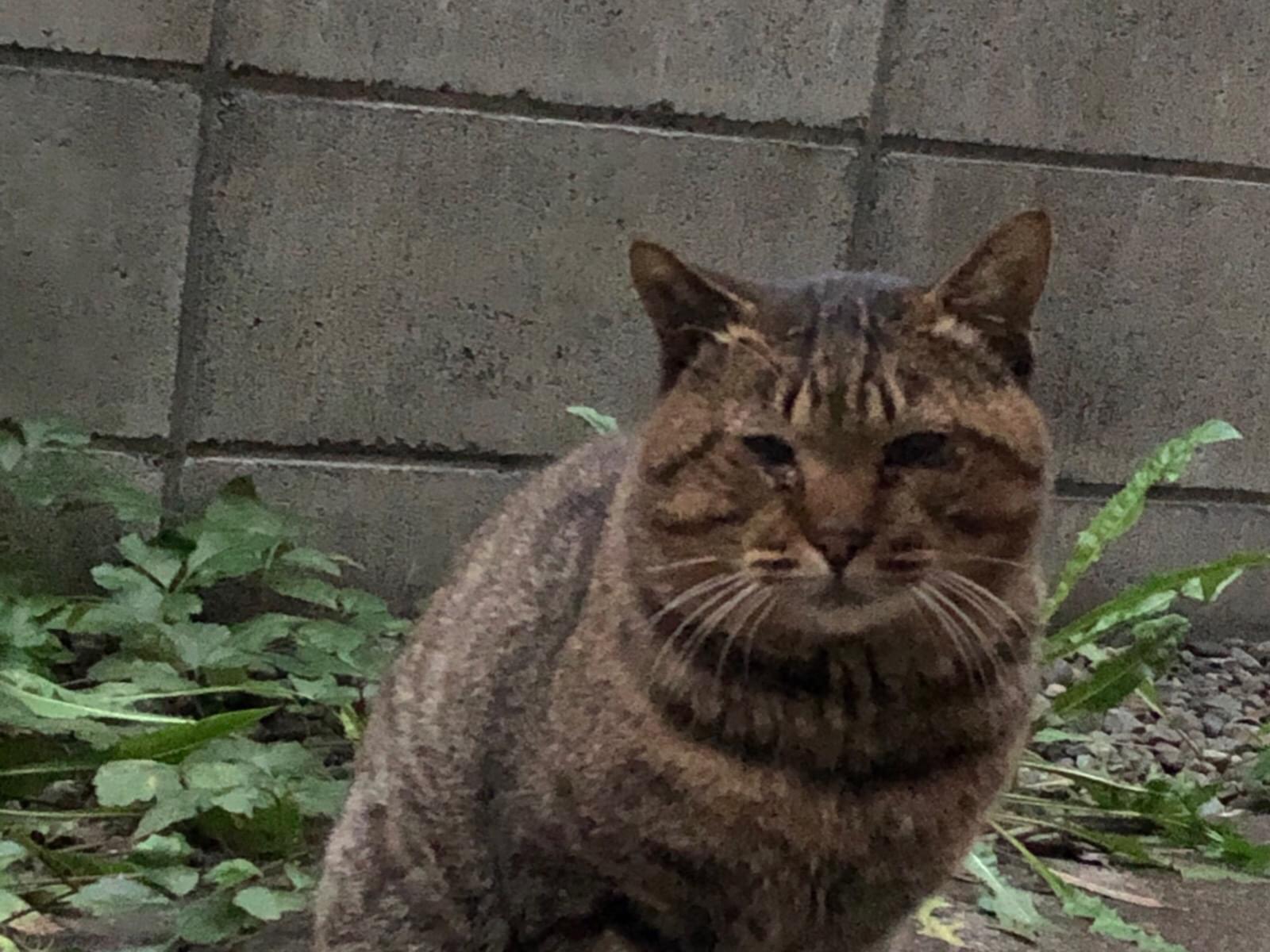 目撃された猫 目撃された猫