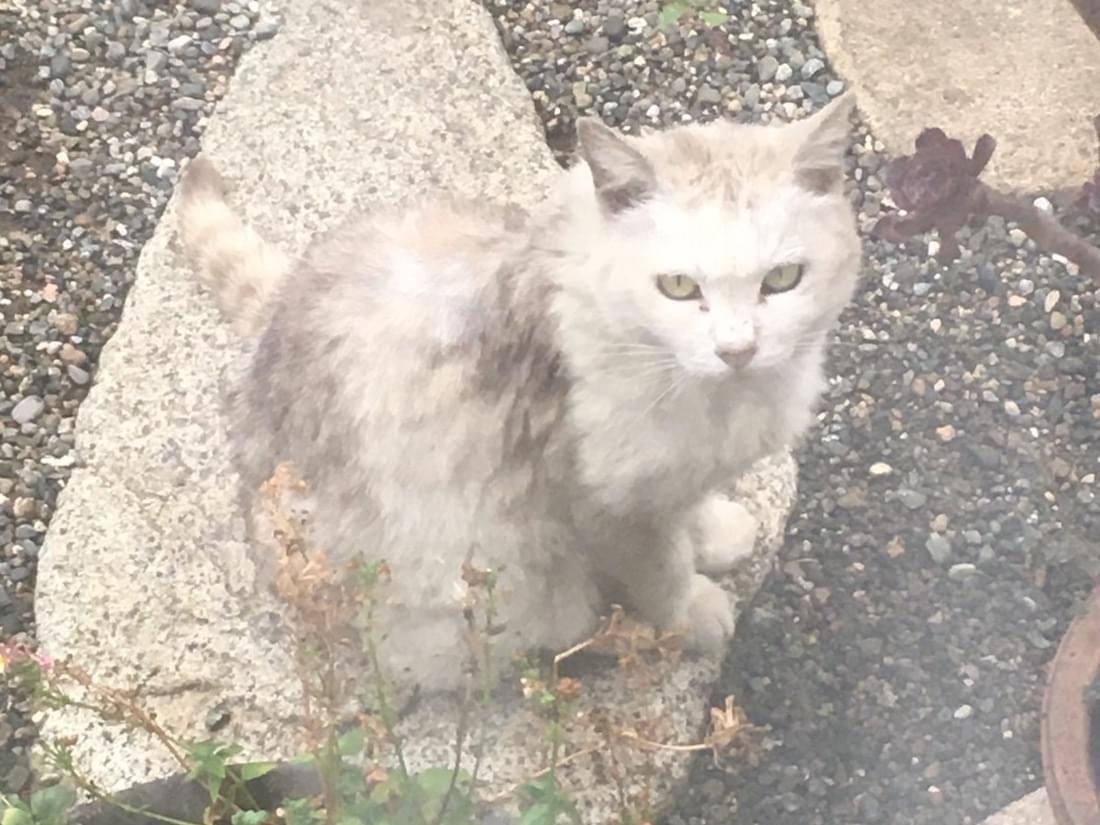 目撃された猫 目撃された猫