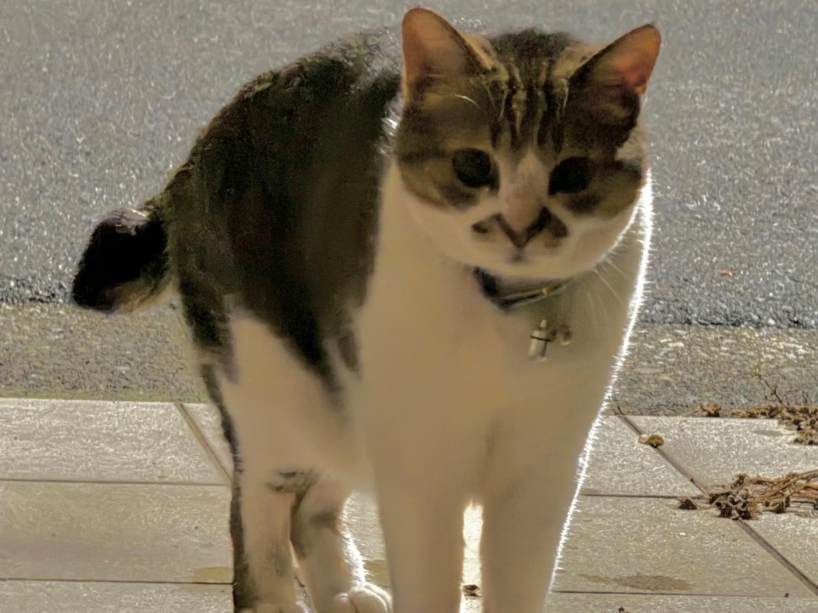 目撃された猫 目撃された猫