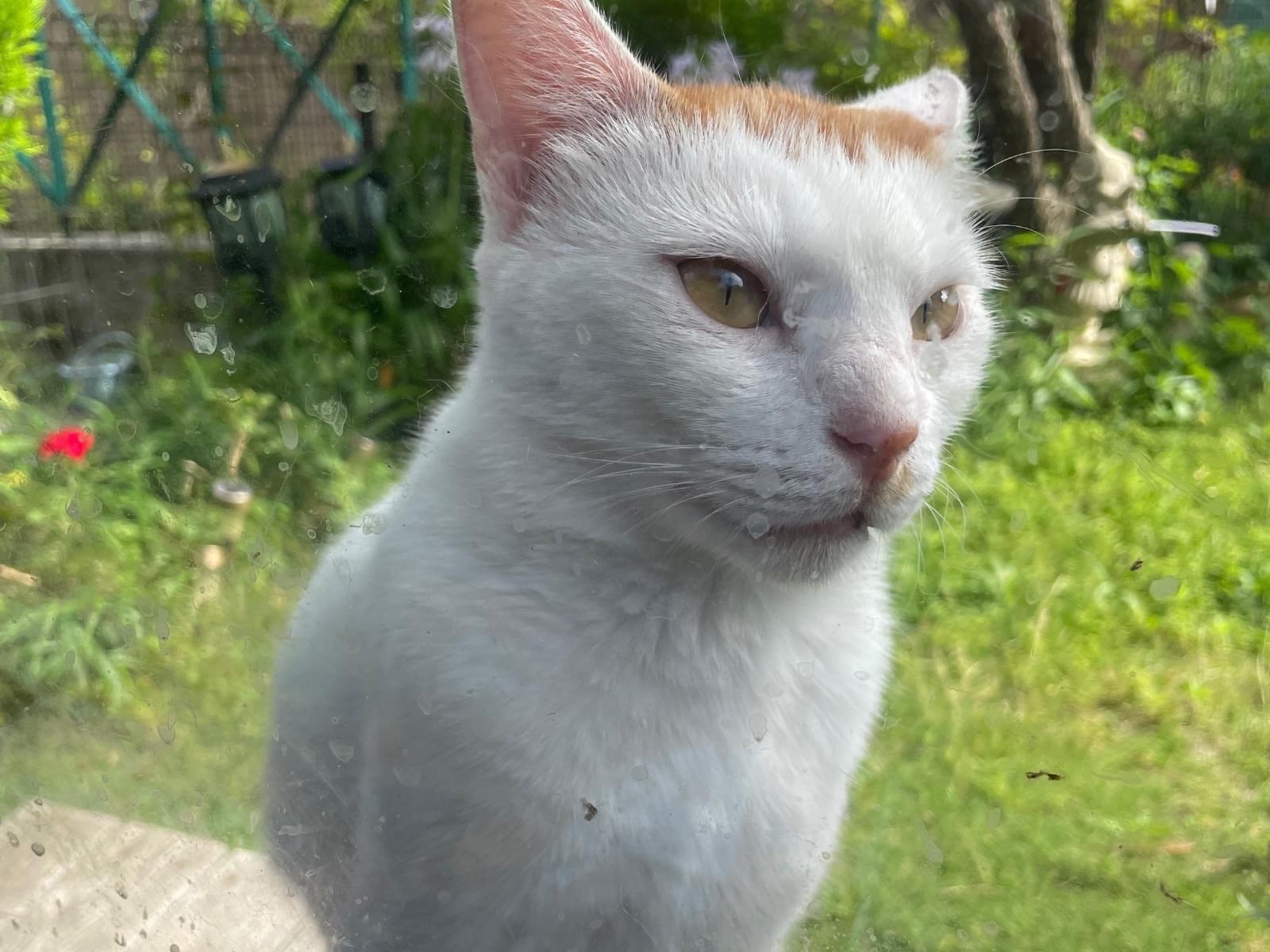 保護された猫 保護された猫