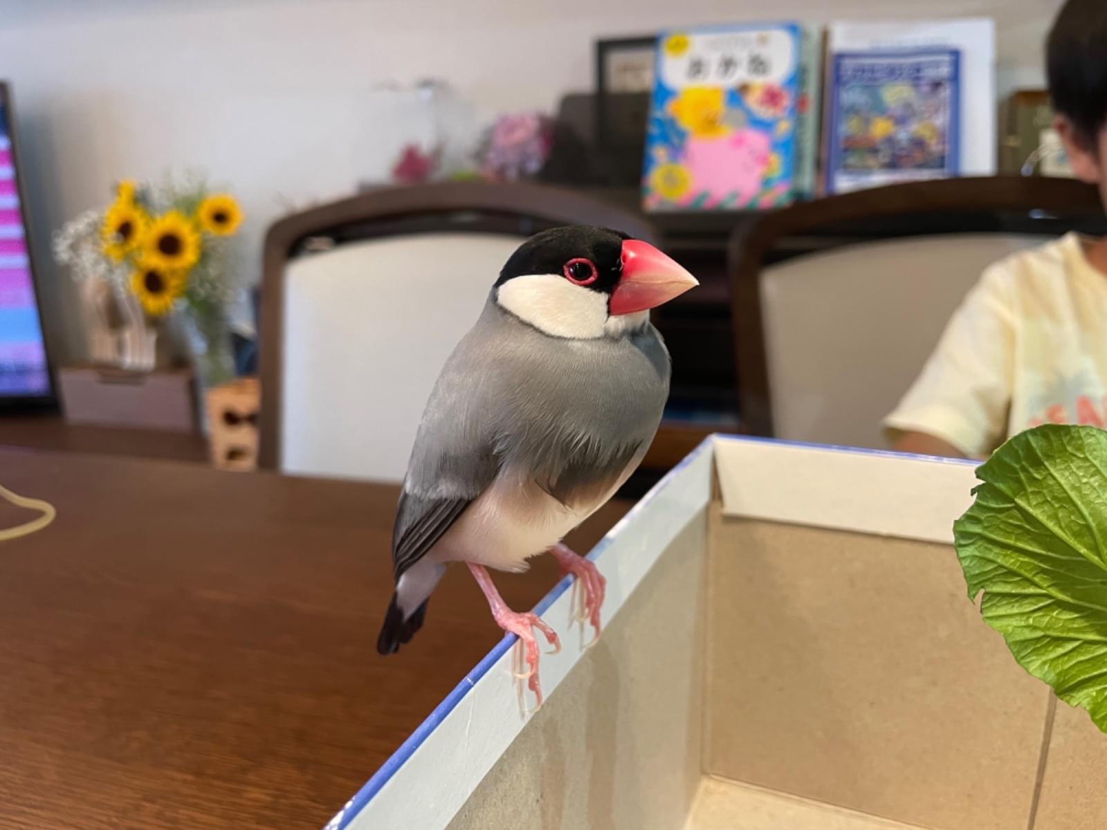 保護された鳥 保護された鳥
