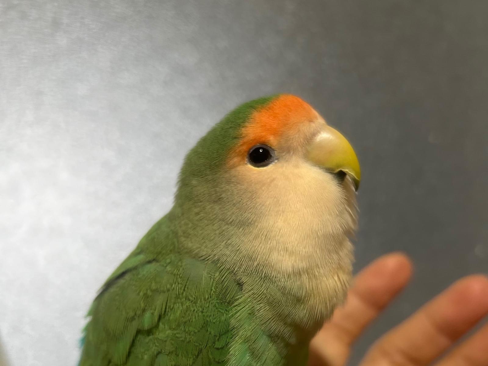 グリーちゃん グリーちゃん