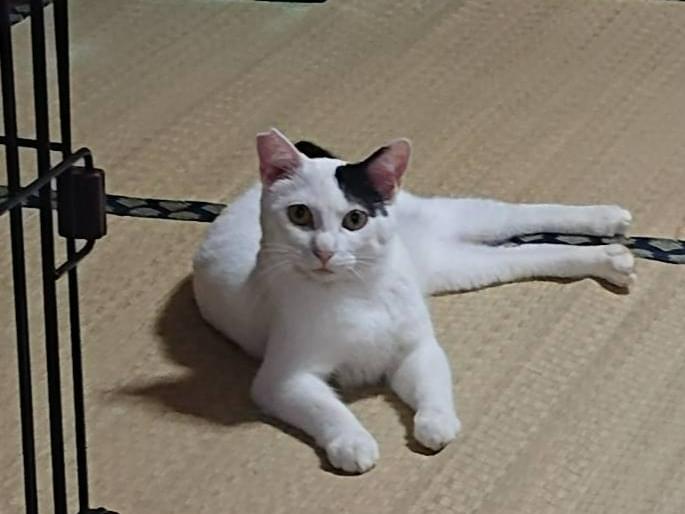 タマちゃん タマちゃん
