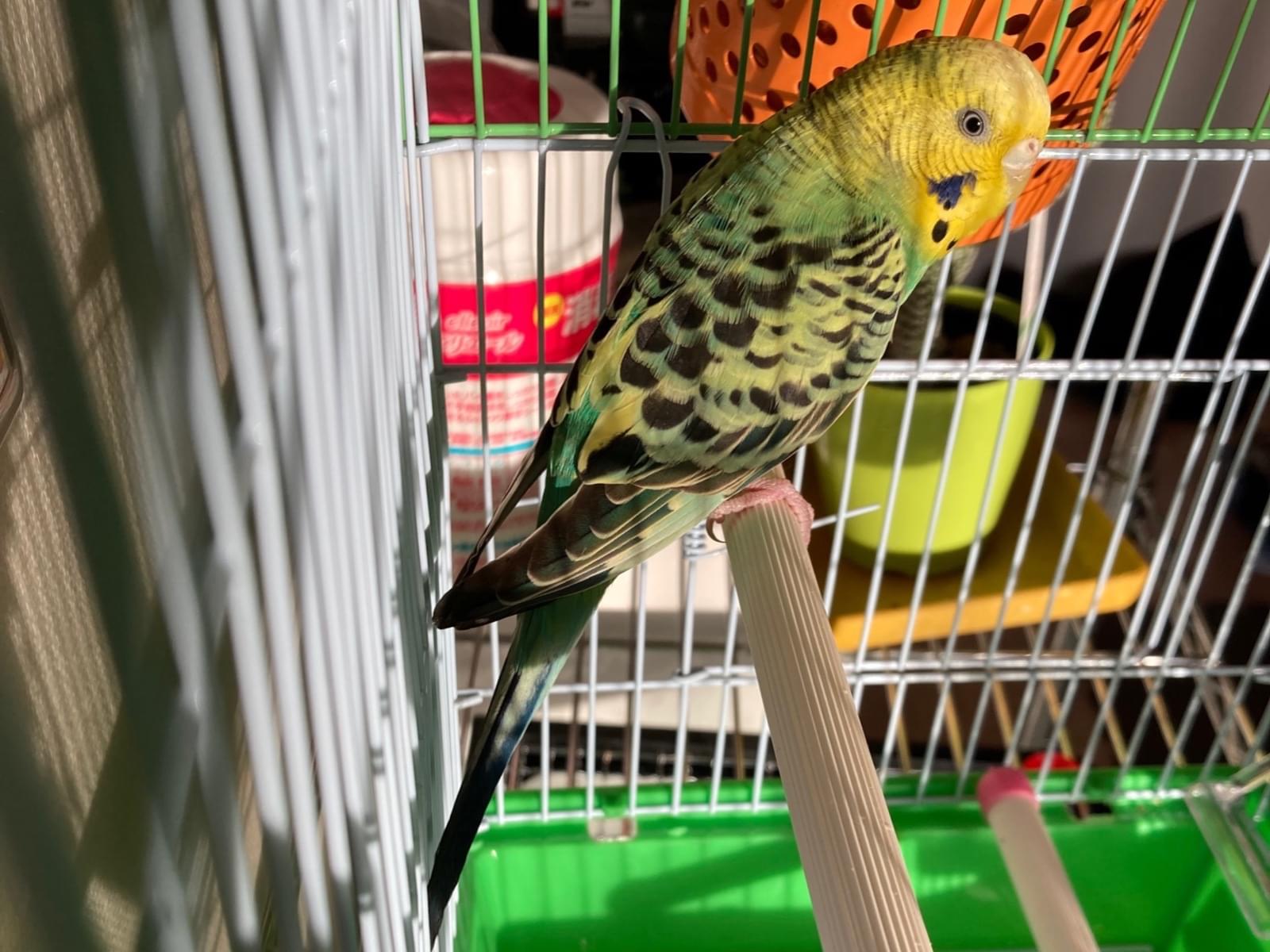 保護された鳥 保護された鳥