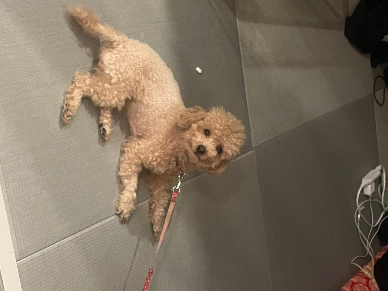 りんちゃんちゃん