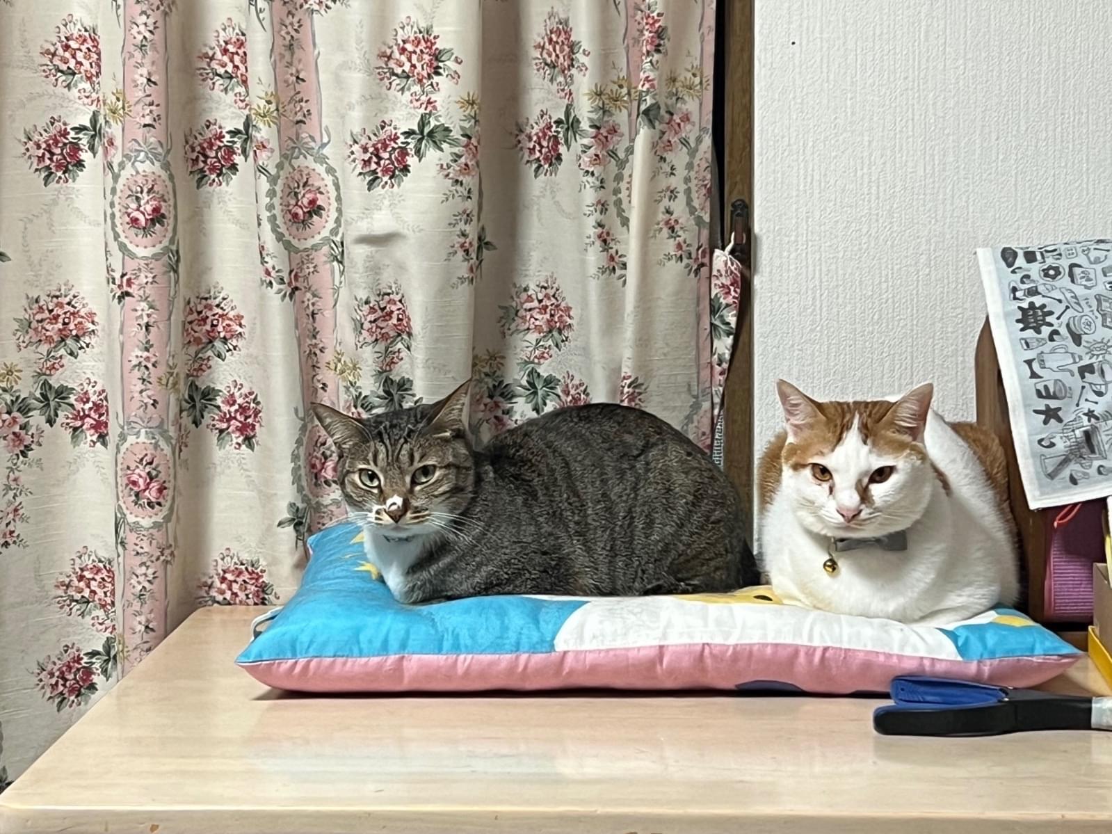 こじろうちゃん