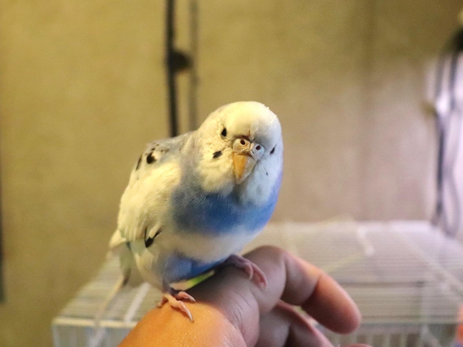 保護された鳥 保護された鳥