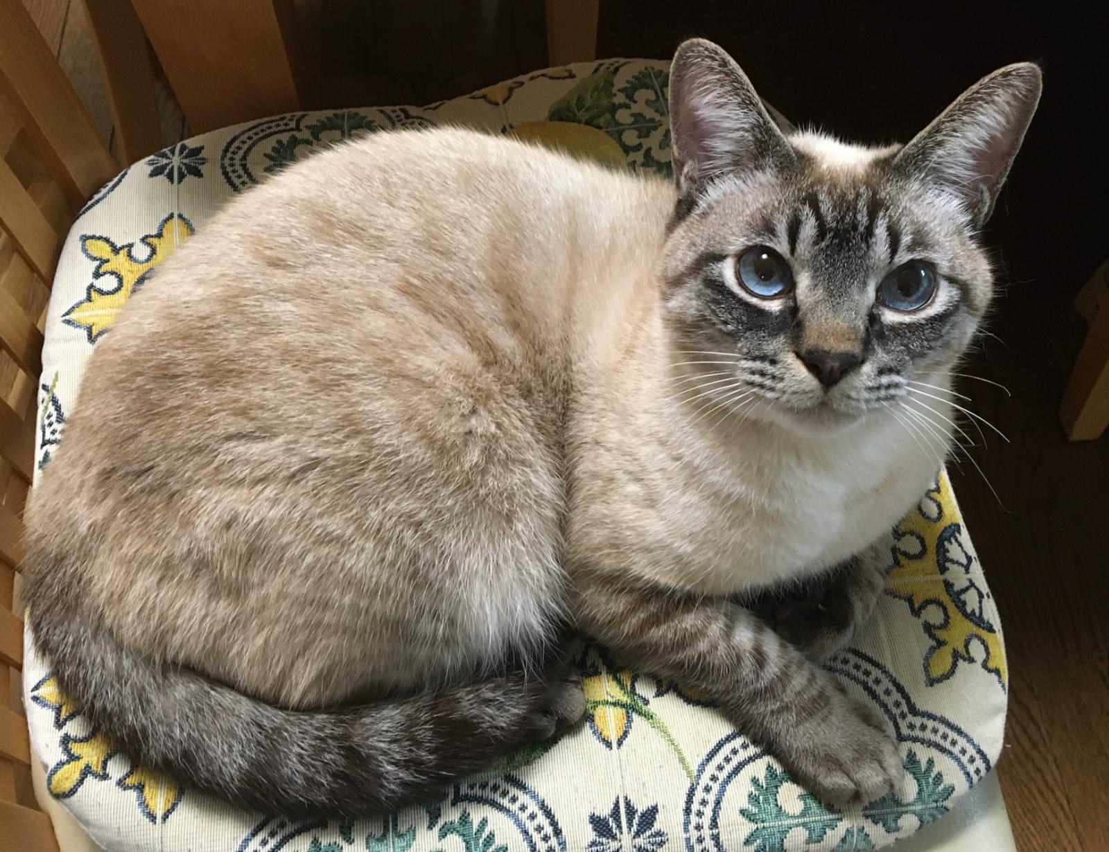 猫(シャムトラ)探しています