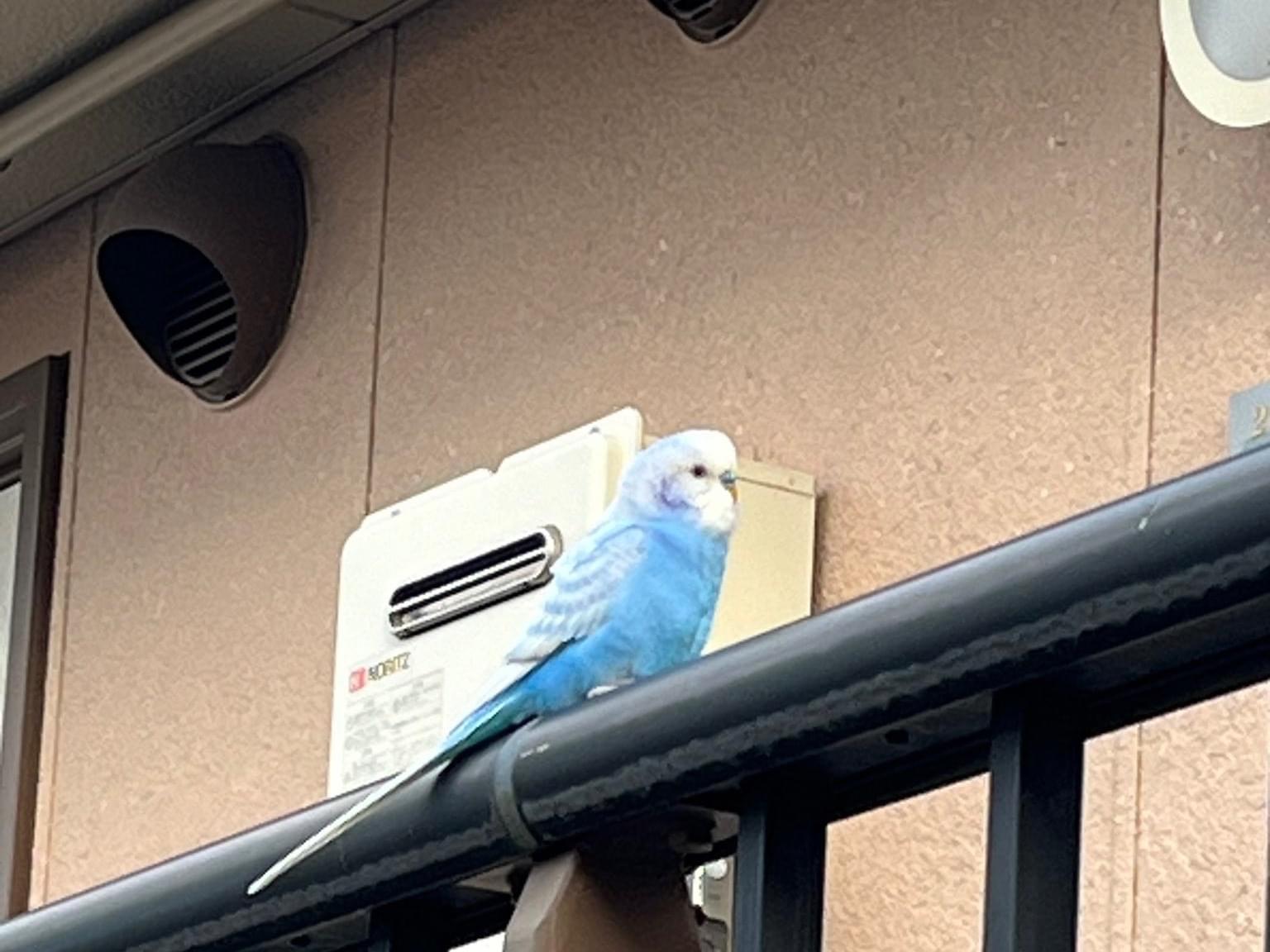 目撃された鳥 目撃された鳥