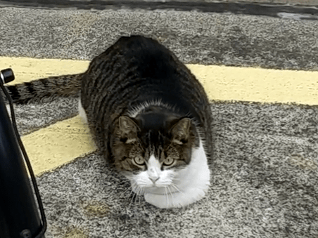 目撃された猫 目撃された猫
