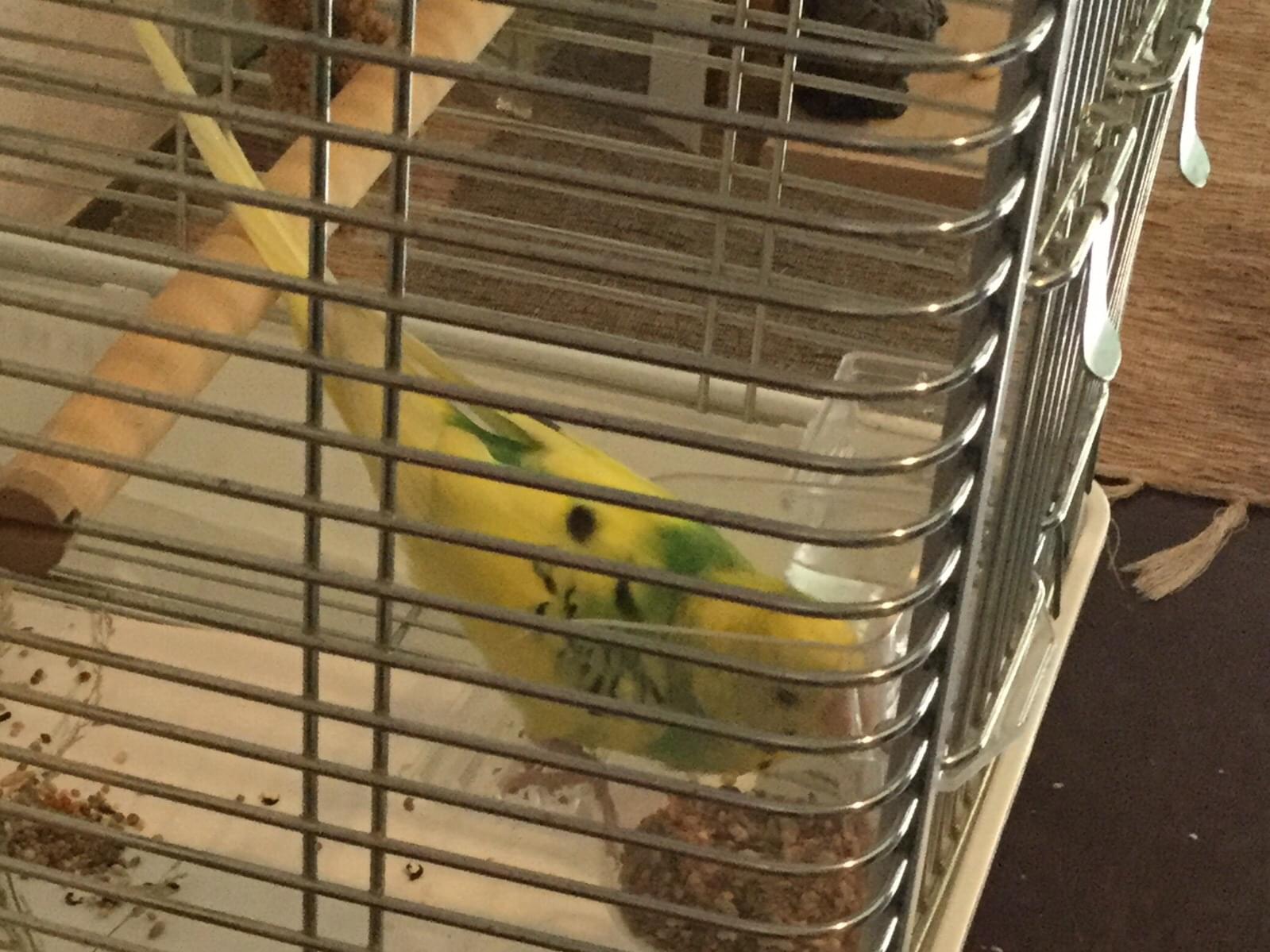 保護された鳥 保護された鳥