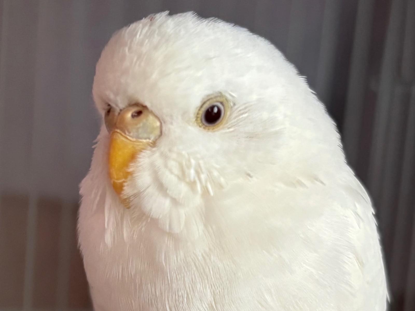 保護された鳥 保護された鳥