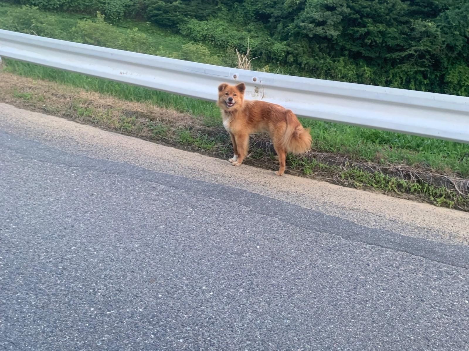 目撃された犬 目撃された犬