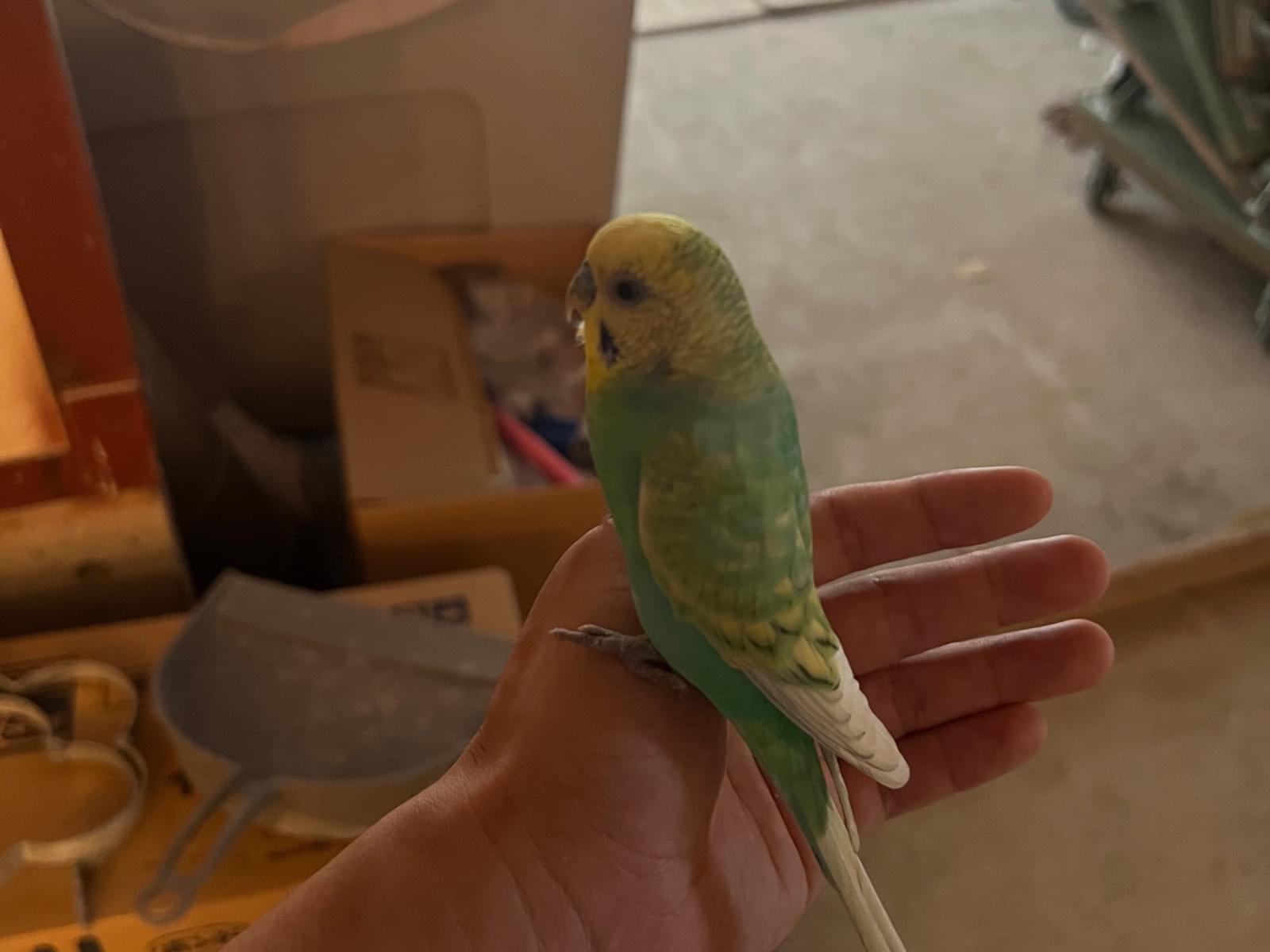 保護された鳥 保護された鳥