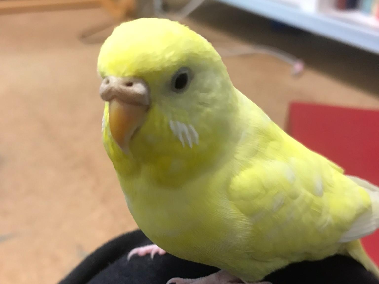 きーちゃん きーちゃん