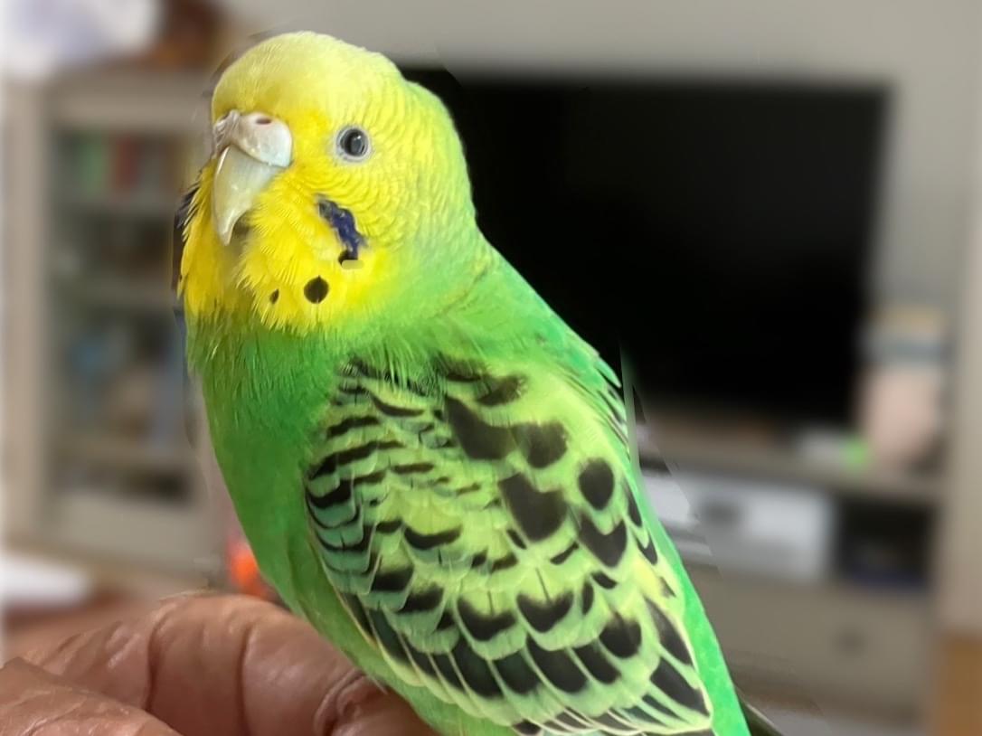 ぴよちゃん ぴよちゃん