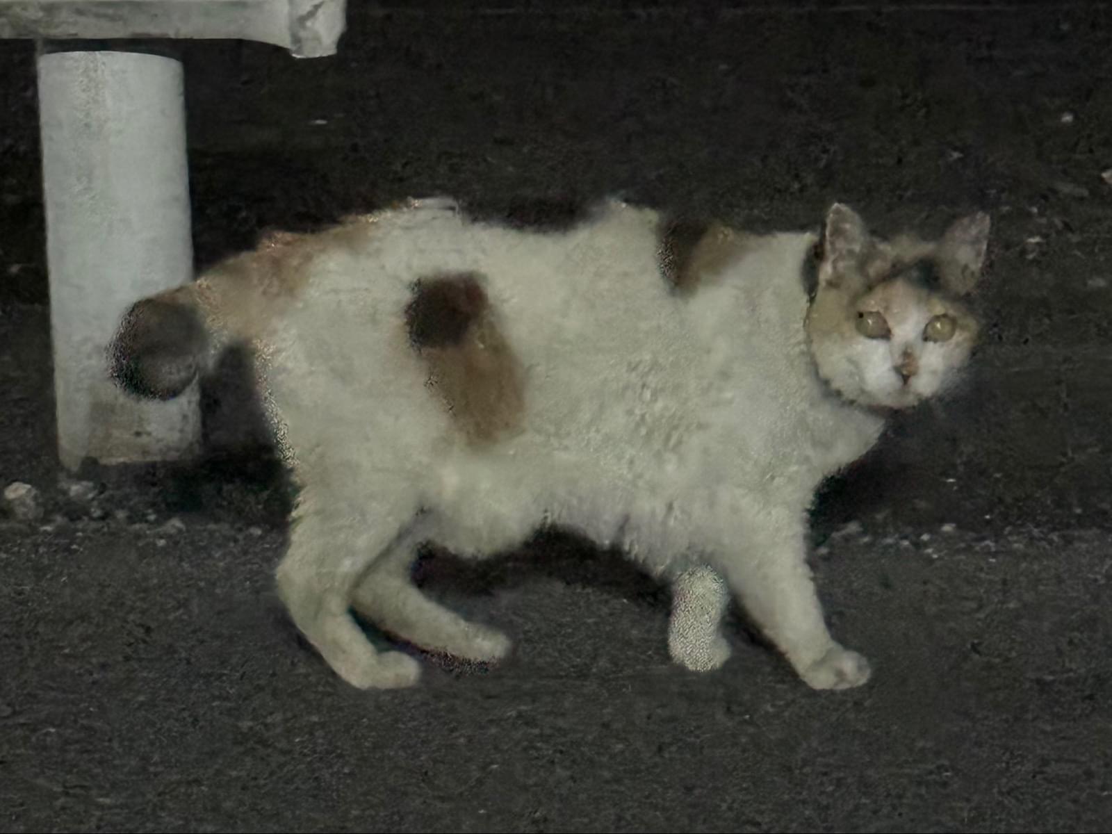 目撃された猫 目撃された猫