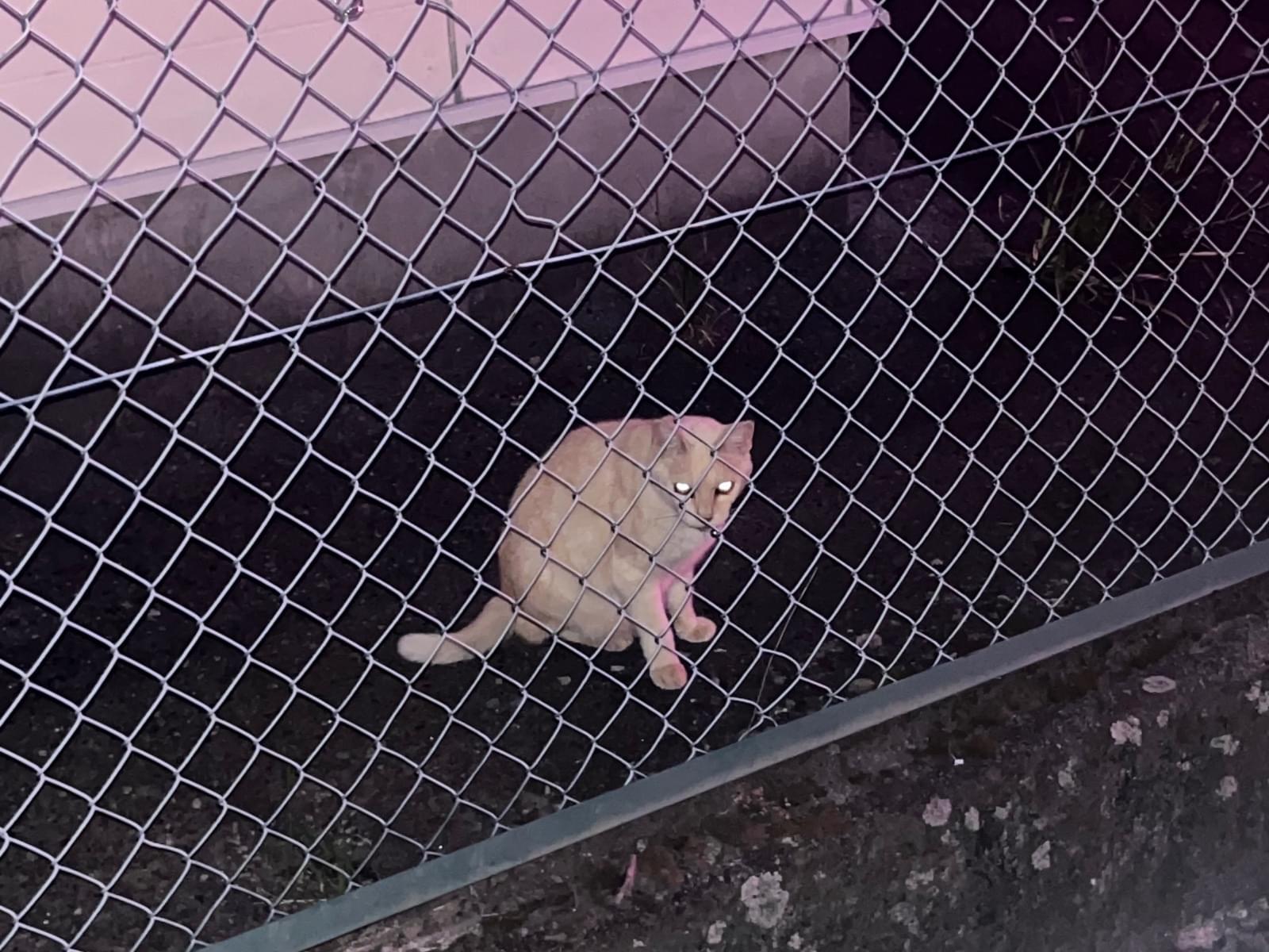 目撃された猫 目撃された猫
