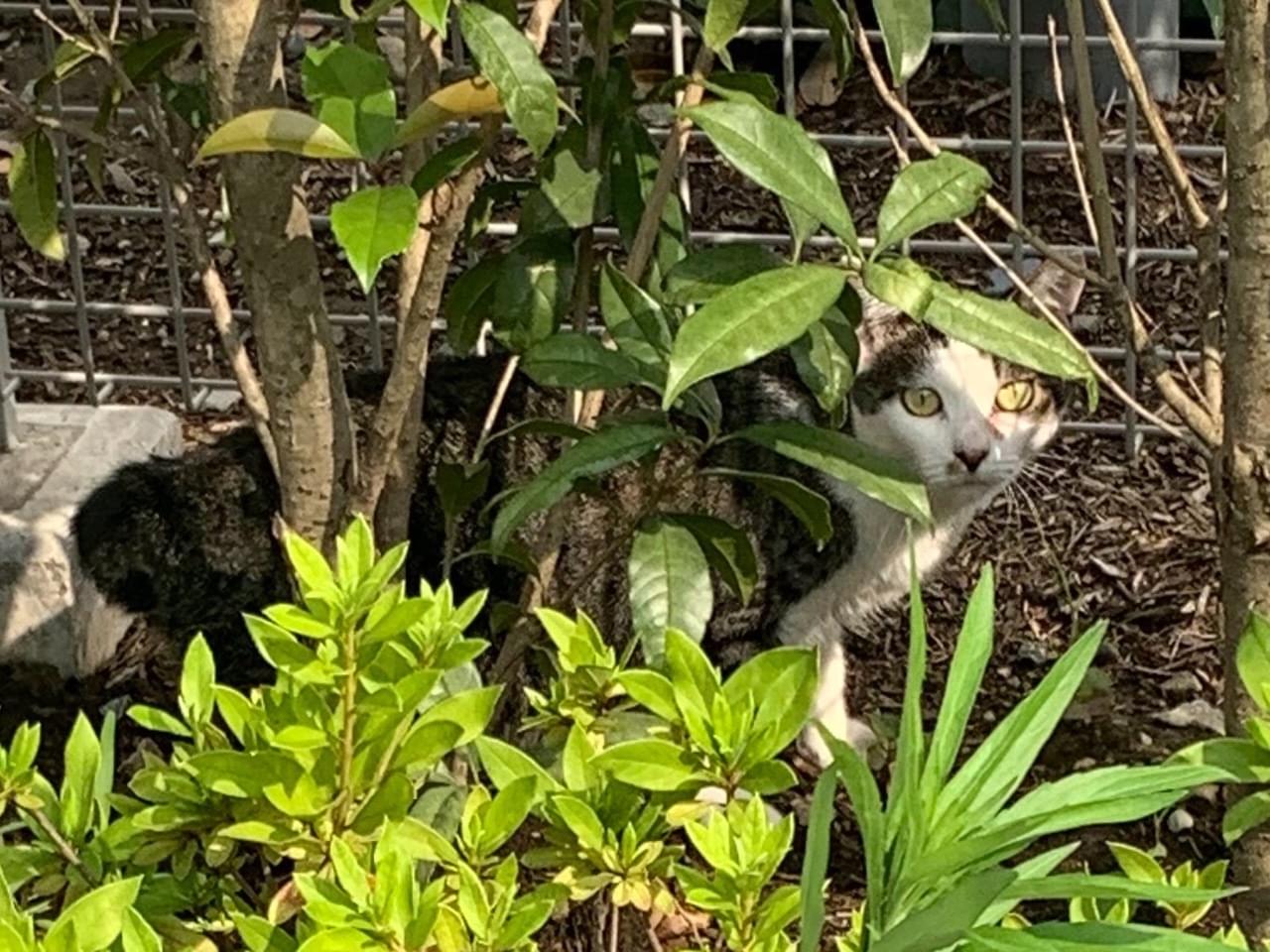 目撃された猫 目撃された猫