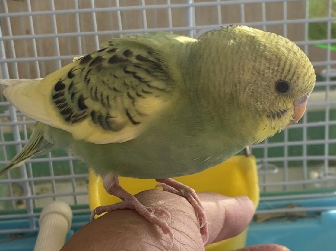 保護された鳥 保護された鳥