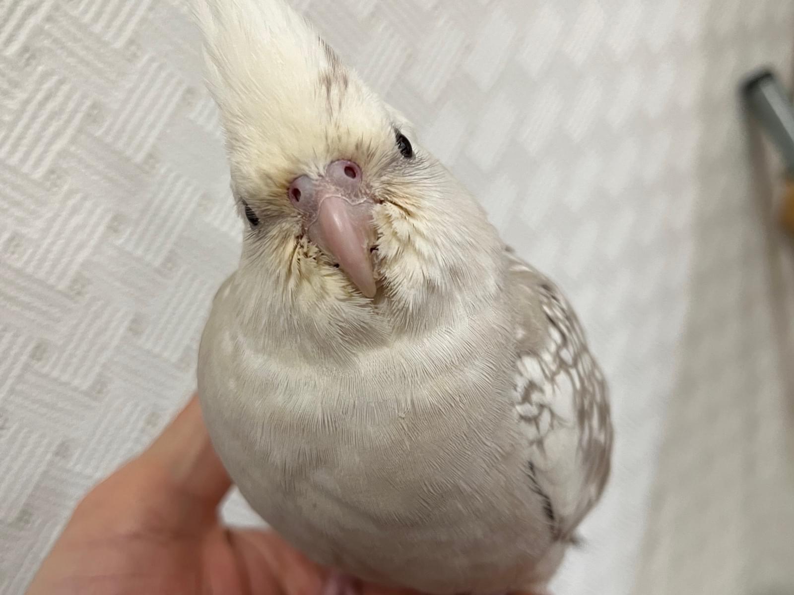 ぼんちゃん ぼんちゃん