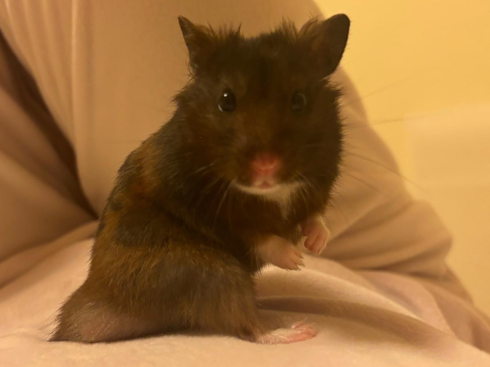 ごまちゃん ごまちゃん